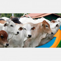 Em meio a notícias que mexem com os preços da arroba bovina, compra para reposição tem boas oportunidades no momento, diz especialista