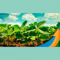 BELA+ 2023: Produtor rural terá oportunidade de conferir informações técnicas sobre culturas de inverno e de verão, além de oportunidades comerciais