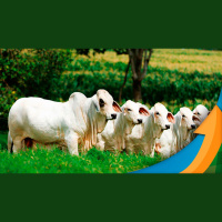 Horizonte com arroba bovina a R$ 250,00 fica mais distante com preços da carne exportada em queda