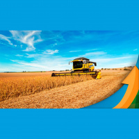 Colheita da soja está atrasada em Cândido Mota/SP, mas produtividades são maiores do que o esperado