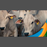 Oferta de bois de segundo giro aparece, ajuda a alongar escalas nos frigoríficos, mas tem pouco impacto nos preços da arroba