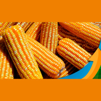 Semana com 2 feriados foi lenta para negócios de milho, mas relatórios do USDA da semana que vem devem movimentar as cotações