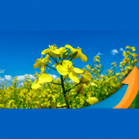 Área plantada com canola cresce 25% no Brasil, mas El Niño é preocupação