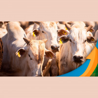 Mercado futuro do boi reabre e reage mal à investigação do caso de Vaca Louca no Pará acionando limite de baixa e perdendo mais de 5% na B3