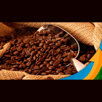 Procafé: Já choveu muito nas áreas de arábica, mas próximos meses ainda serão determinantes para garantir recuperação na produção