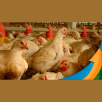 Ano de 2023 inicia com oferta alta de carne de frango e preços com dificuldade em evoluir pela fraca demanda