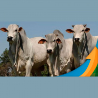 Mercado Futuro do boi tem dia animado na B3 com arroba em torno dos R$300 atenção para oportunidade em outubro