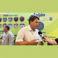 Novas pesquisas com feijões priorizam tolerância ao calor, escurecimento lento, porte para colheita mecanizada e resistência à antracnose