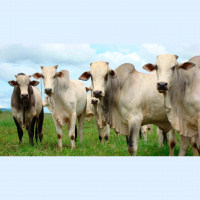 Reabertura do frigorífico de Mozarlândia para exportação de carne bovina para China tem mais relevância que habilitação de plantas para Indonésia