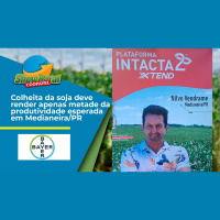 Colheita da soja deve render apenas metade da produtividade esperada em Medianeira/PR