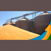 Lucas do Rio Verde/MT colheu safra cheia de soja e espera alta produtividade do milho, mas se preocupa com armazenamento