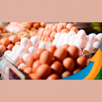 Relação de troca entre o preço de venda dos ovos e a compra de milho é a melhor em uma década, explica pesquisadora do Cepea