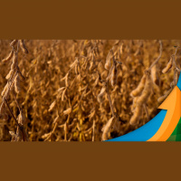 Nova rodada de chuvas prevista para o fim de semana nos EUA pressiona Chicago mas não tranquiliza produção de soja