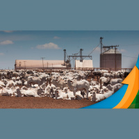 Preços da arroba do boi recuam mais rápido que carne no atacado e frigoríficos de mercado interno conseguem margens atrativas