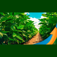 LEM/BA espera plantio da soja para 2ªquinzena de novembro com produtores acompanhando dia-a-dia do clima