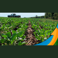 Paraná se beneficia das chuvas para plantio rápido da soja e perspectiva de alta produção