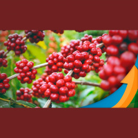 Arábica e conilon têm direções opostas nos preços: Enquanto NY não consegue avançar, Londres tem preocupação com oferta e sobe com conilon