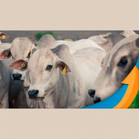 Demanda por carne bovina nas vésperas do Dia dos Pais não foi suficiente para estimular altas para a arroba do boi, diz especialista