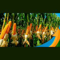 Em Paracatu (MG), média de produtividade do milho safrinha diminuiu pela falta de chuvas na região para terminar de formar os grãos do cereal plantado