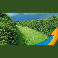 Procafé: Não é só a temperatura que preocupa nas áreas de arábica, o déficit hídrico também já está elevado