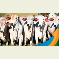 Abate de fêmeas no Norte do Brasil contribui para baixa de preços da arroba do boi no mercado físico e da carne em outras regiões do país