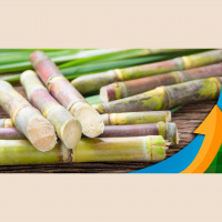 Coplacana estima safra de cana 7% do que a anterior e vê usinas destinando capacidade máxima para produção de açúcar