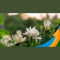 Conilon: Florada principal já abriu e chumbinhos da safra 24 já começam a surgir no Espírito Santo e Bahia