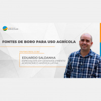 Falta de boro na cultura prejudica produtividade, mas uso de fontes inadequadas do produto também pode trazer prejuízos