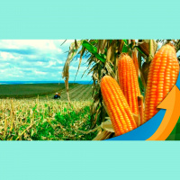 Em Douradina (MS), clima colabora e colheita do milho safrinha chega a 50%