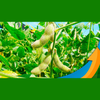 Fertilizantes: Apesar de todo temor que marcou o setor em 2022, BR encerra o ano com produtores abastecidos e preços se amenizando