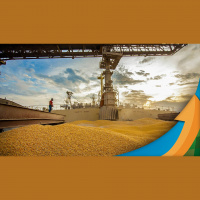 Com safra total de milho devendo chegar à 140 milhões de toneladas, são as exportações que estão segurando os preços no Brasil, diz analista