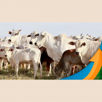 Participação de fêmeas no abate segue incrementando oferta e pressionando cotações da arroba  tendência deve persistir ao longo do ano