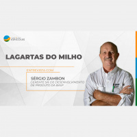 Com falhas na tecnologia BT o controle de lagartas vai exigir maior atenção nas próximas safras lagarta do cartucho é a bola da vez