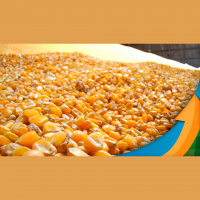 Aumento de produtividade vai salvar contas dos produtores de algodão em Minas Gerais