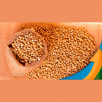 Soja em Chicago se aproxima dos US$15/bushel com suporte do clima na Argentina e das compras chinesas nos EUA