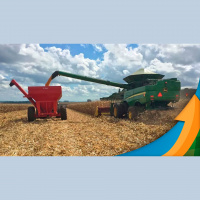 Plantio do milho verão começa em Carazinho (RS) com preocupação com a relação entre preços de venda do cereal e custos de produção