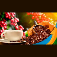 Café tem dia de baixa e resto da semana será definido por dados de exportação do Brasil