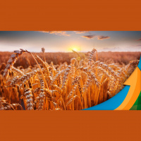 Trigo: Brasil continua sendo boa alternativa para atender à demanda global e se mantém competitivo