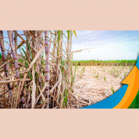 Cana: Choveu quase todo volume esperado para janeiro nos primeiros 15 dias do mês em áreas de SP safra 23/24 se beneficia