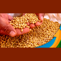 AgResource prevê produtor dos EUA retraído em colheita, evitando vendas abaixo de US$13,70/bushel