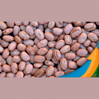 Começou a colheita da terceira safra de feijão e o sentimento é de maior oferta de carioca. E agora, o que pode acontecer com os preços?