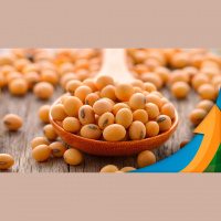 Além de fundamentos negativos já conhecidos do mercado, soja em Chicago perde suporte importante e abre espaço para realização de lucros