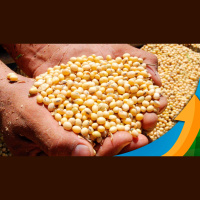 Clima favorável ao plantio na América do Sul pode levar soja para patamares inferiores a US$12/bushel , alerta analista