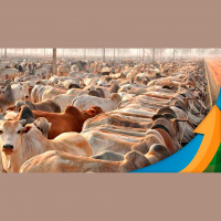 Região Norte do Brasil já tem negócios com arroba abaixo dos R$200 e excesso de oferta afeta demais regiões produtoras