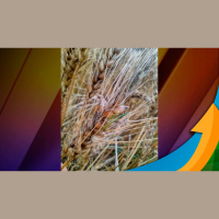 Chuva em excesso tira qualidade do trigo em Ijuí/RS e reduz drasticamente preço de venda