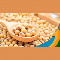 Cotações da soja sobem quase 20% desde o começo de junho em Chicago, mas no Brasil, prêmios negativos tiram todo o ganho do produtor