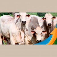 Pessimismo no mercado físico do boi, com oferta acima do esperado, contamina negócios na B3 e faz arroba se aproximar dos R$200 para o final do ano