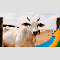 Oferta grande de animais segue exercendo pressão baixista na @ do boi