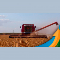 Produtividade da soja foi maior do que o esperado em Chapadão do Sul/MS, mas queda dos preços preocupa