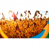 Soja Brasil: Prêmios já são negativos para os embarques mais curtos diante do atraso da colheita e dificuldades logísticas